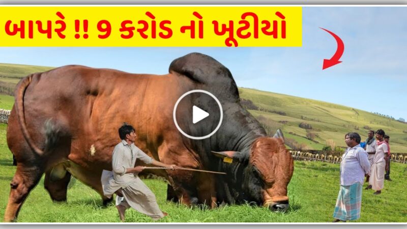 9 કરોડનો ખૂટીયો દેખાય છે હાથી જેવો, વીડિયોમાં જોઈને હેરાન રહી જશો