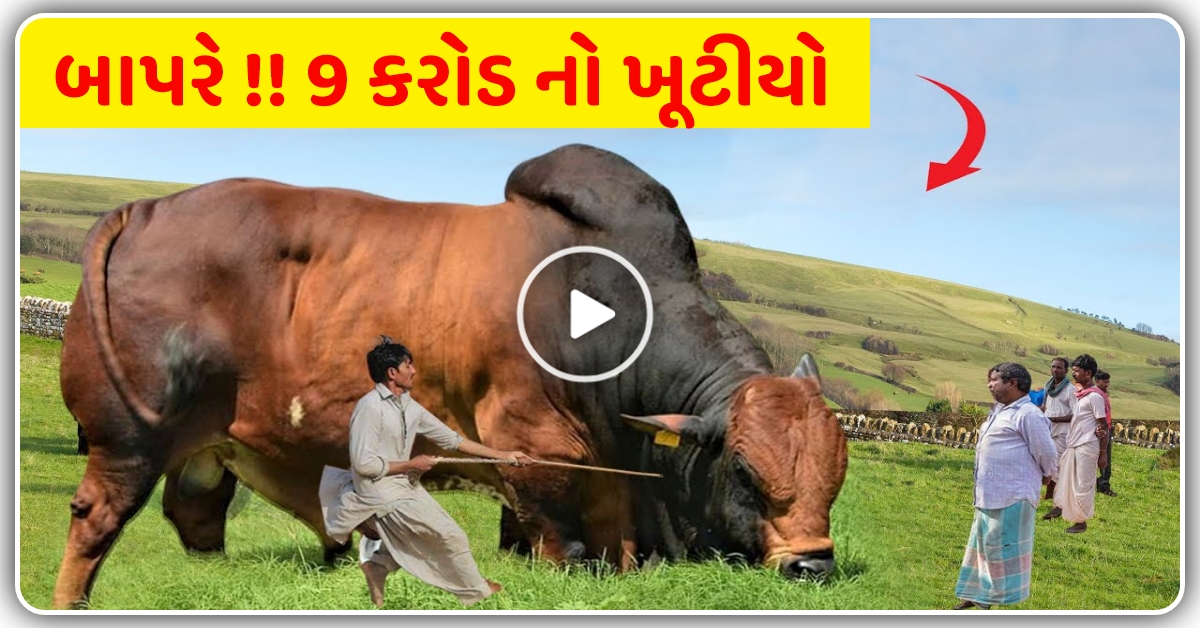 9 કરોડનો ખૂટીયો દેખાય છે હાથી જેવો, વીડિયોમાં જોઈને હેરાન રહી જશો