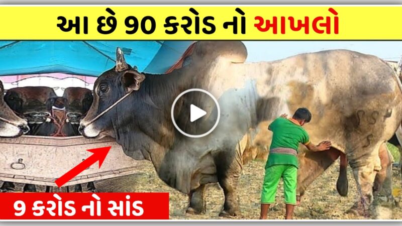 બાપરે !! 9 કરોડ નો આખલો, વીડિયો જોઈને તમે પણ ચોંકી જશો…