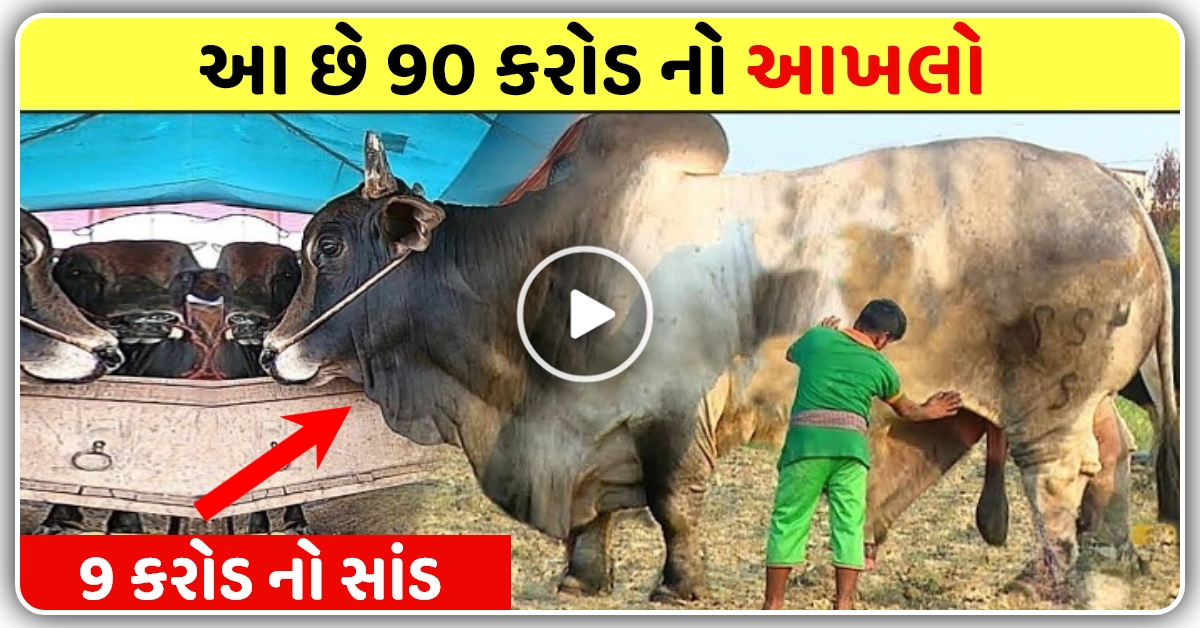 બાપરે !! 9 કરોડ નો આખલો, વીડિયો જોઈને તમે પણ ચોંકી જશો…