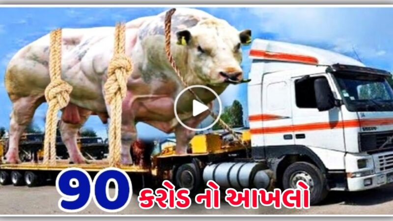 90 કરોડનો આખલો, આટલો મોટો આખલો જોઈને તમે પણ હેરાન રહી જશો, જુઓ વીડિયો