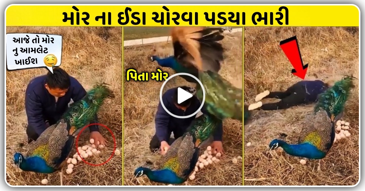 મોરની ના ઈંડા લેવા ગયા છોકરા પર મોર નો ખતરનાક હુમલો, વીડિયો માં જુઓ ખરાબ કરી નાખી હાલત..