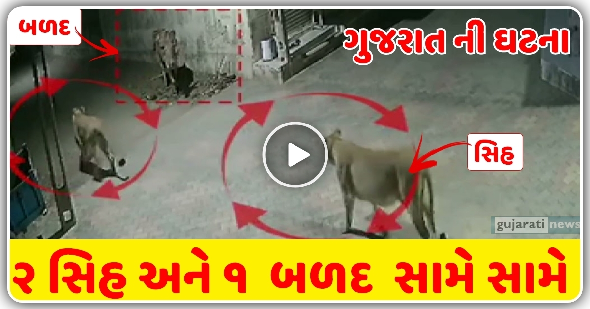 ગુજરાત ના વિસાવદર ની ઘટના, જ્યારે બે સિંહ દ્વારા બળદ ને ઘેરી લેવામાં આવ્યો? જુઓ વિડિઓ