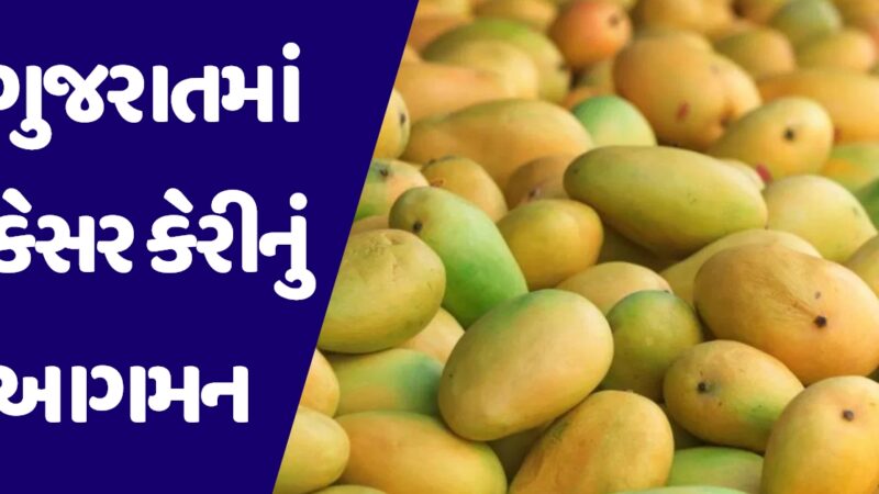 ગુજરાતમાં થયું કેસર કેરીનું આગમન, જાણો એક પેટીના કેટલા બોલાઇ રહ્યા છે ભાવ