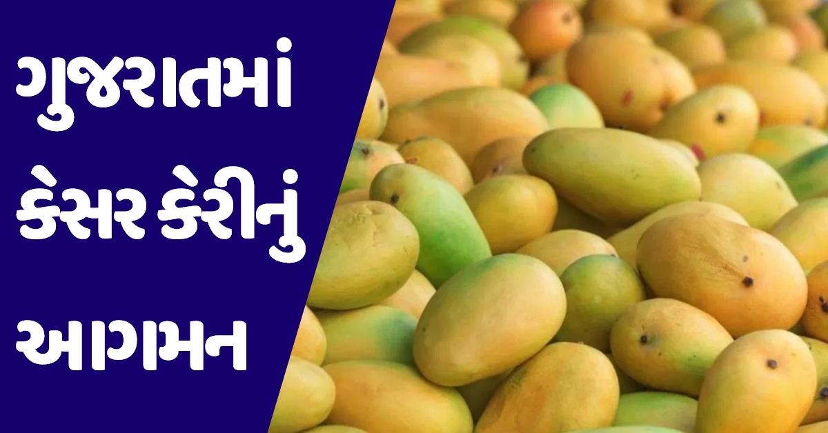 ગુજરાતમાં થયું કેસર કેરીનું આગમન, જાણો એક પેટીના કેટલા બોલાઇ રહ્યા છે ભાવ