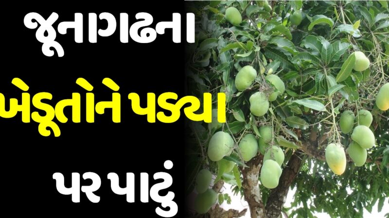 જૂનાગઢના ખેડૂતોને પડ્યા પર પાટું, પહેલા જ કેરીનું ઓછું ઉત્પાદન અને પછી કમોસમી વરસાદનો માર…