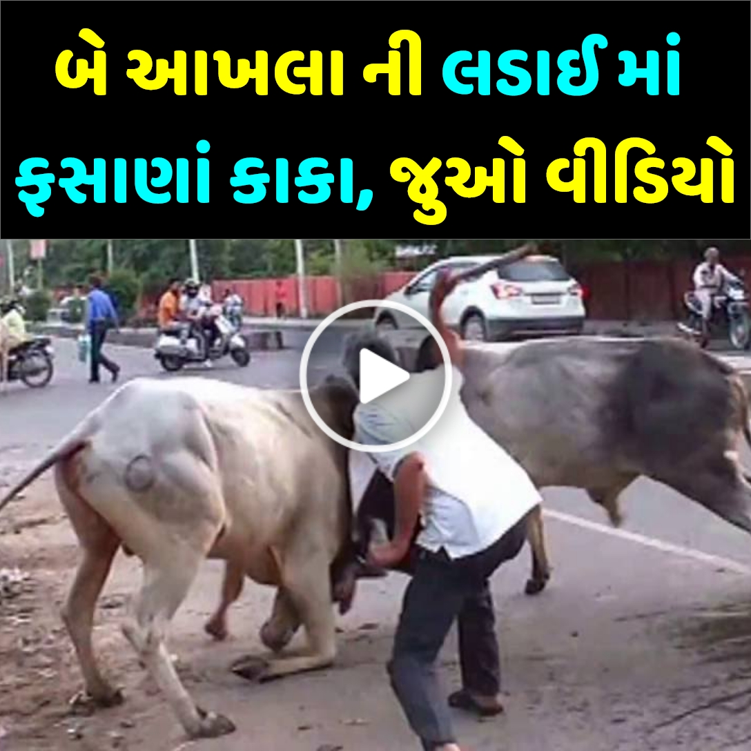 બે આખલા ની લડાઈ માં ફસાણાં કાકા, જુઓ વીડિયો