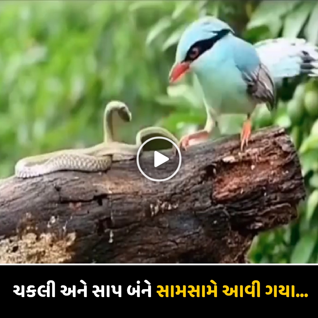 જંગલમાં એક નાનકડી ચકલી ઝેરી સાપ સાથે સામસામે આવી ગયું, જુઓ વીડિયો…