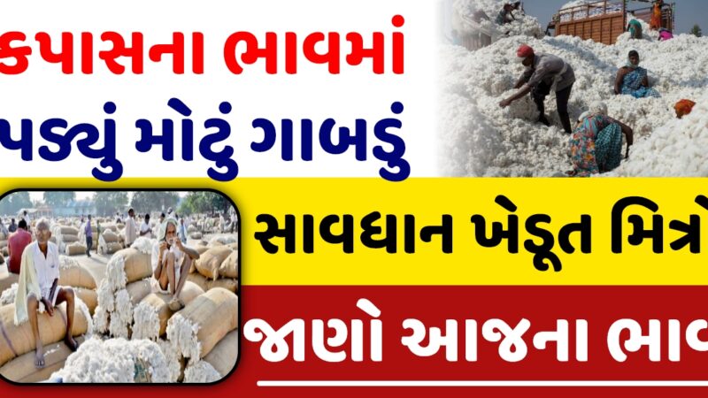 સાવધાન : કપાસ ના ભાવ માં મોટું ગાબડું, જાણો આજ ના ભાવ