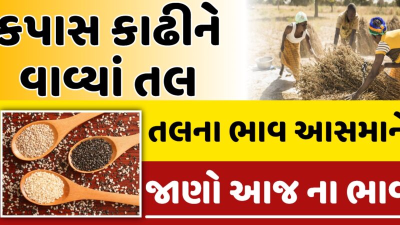 તલ ના ભાવ માં વધારો જાણો આજ ના નવા ભાવ