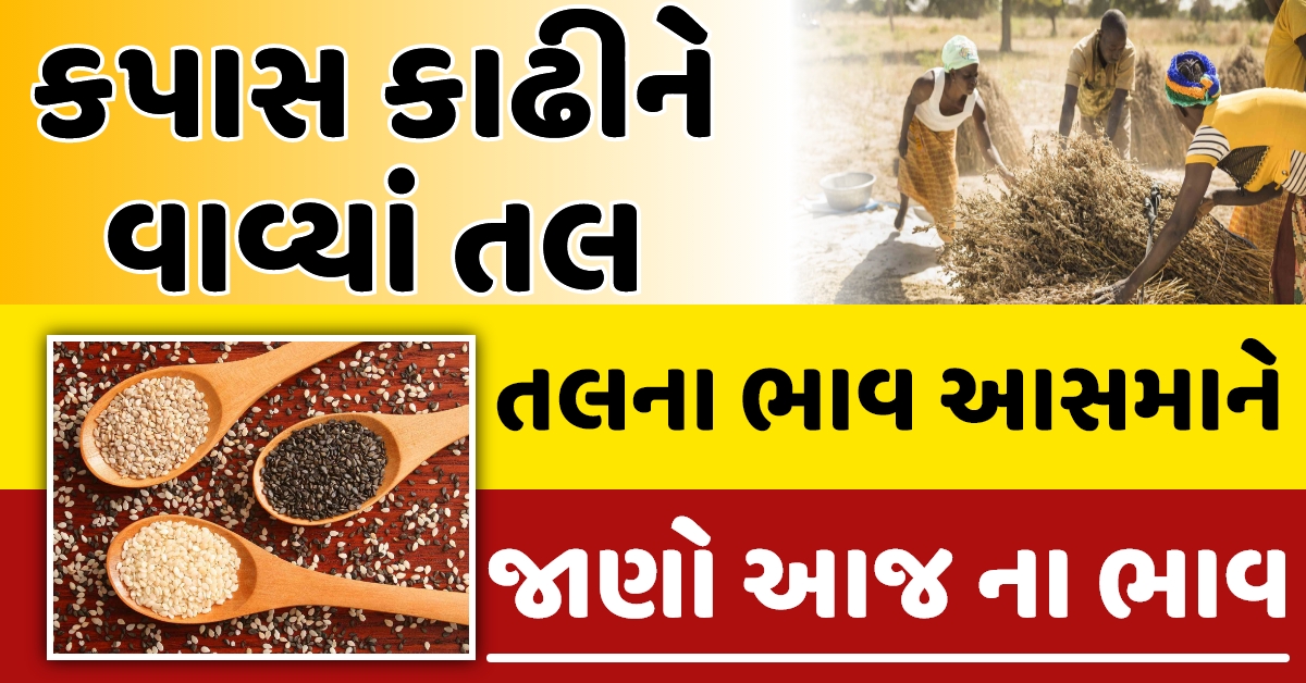 તલ ના ભાવ માં વધારો જાણો આજ ના નવા ભાવ