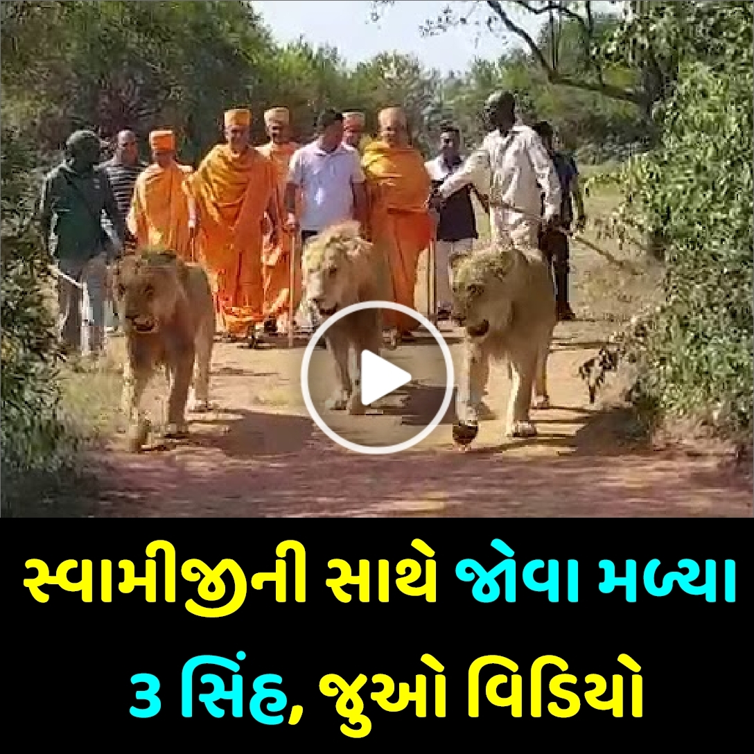 સ્વામિનારાયણ ના સ્વામી જી ની સાથે જોવા મળ્યા 3 સિંહ, જુઓ વાયરલ વિડિઓ….