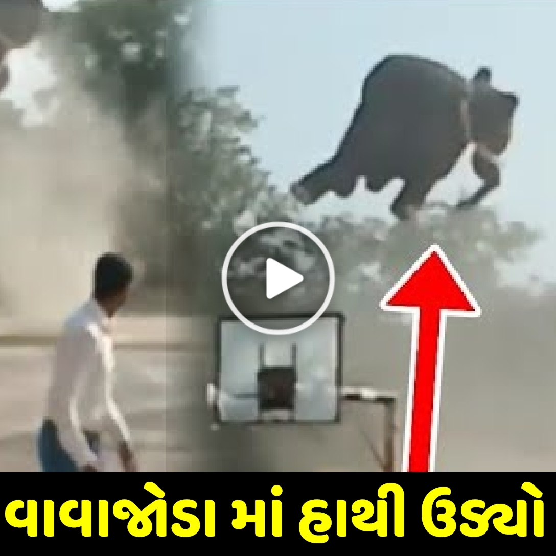 વાવાજોડા માં હાથી પણ ઉડ્યો હવામાં, જુઓ વિડિઓ… #biporjoy #vavajodu