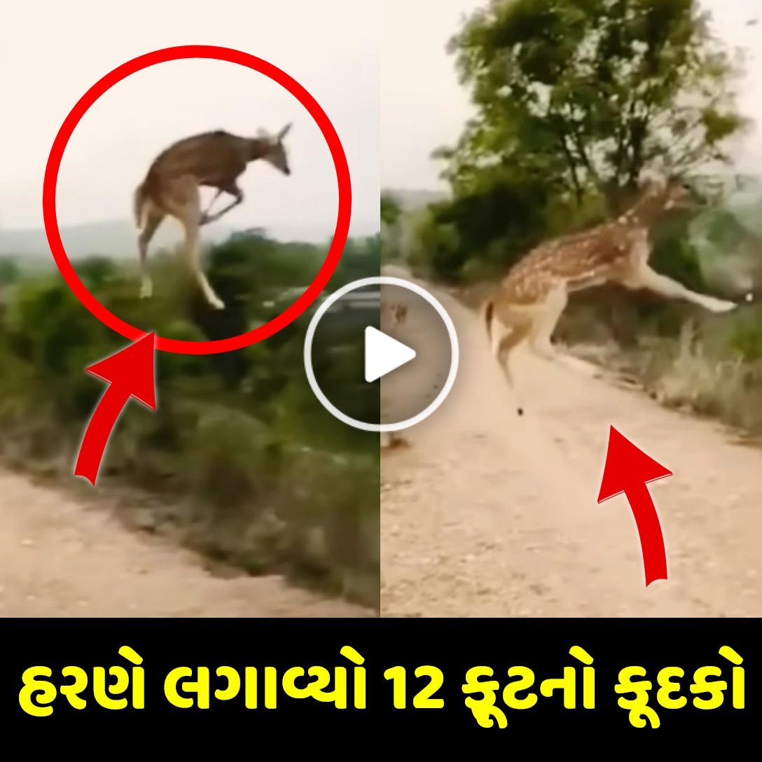 હરણે જંગલમાં લગાવ્યો 12 ફૂટનો કૂદકો , જુઓ વિડિઓ…