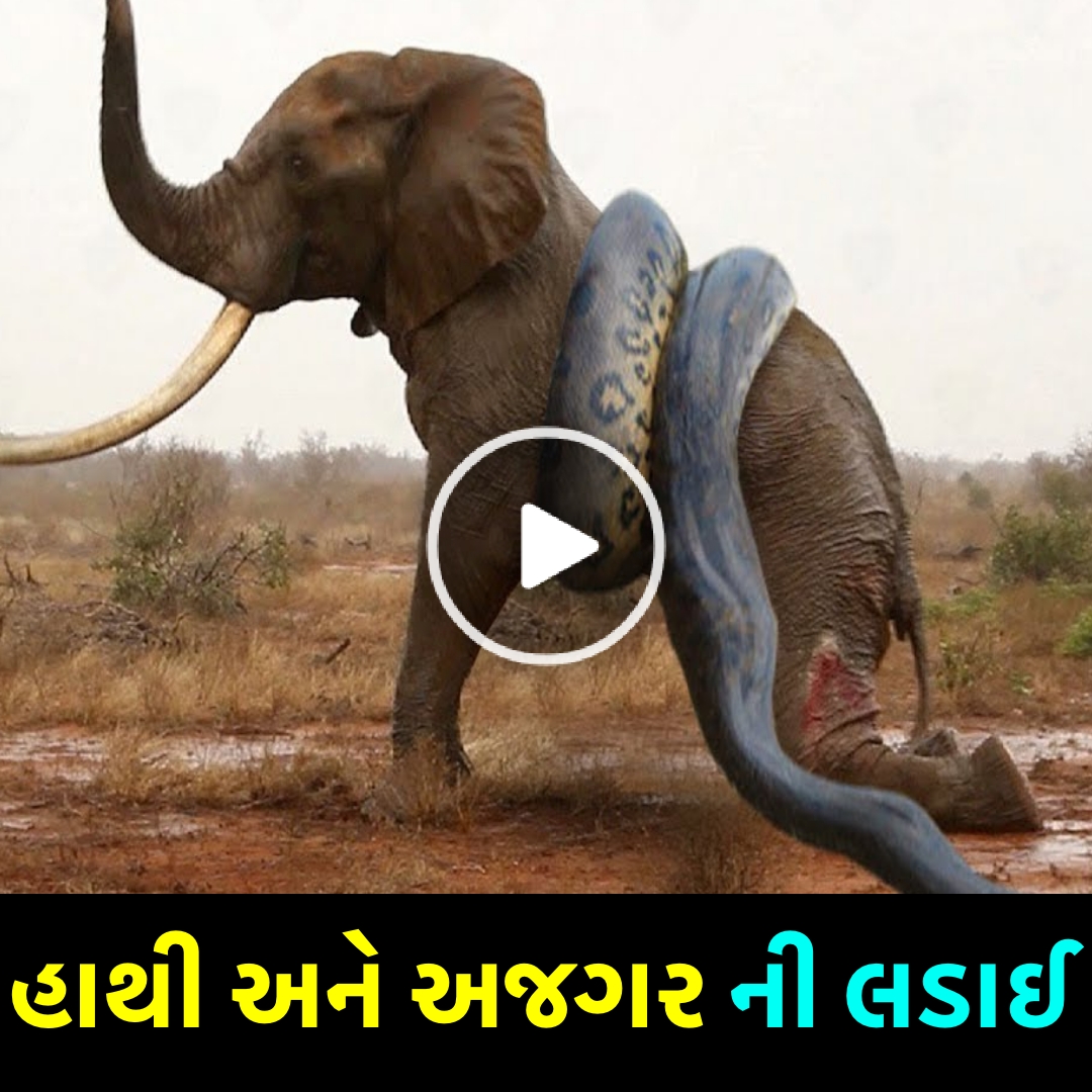 હાથી અને અજગર વચ્ચે ખતરનાક લડાઈનો વીડિયો થયો વાયરલ, જુઓ કોણ જીત્યું.