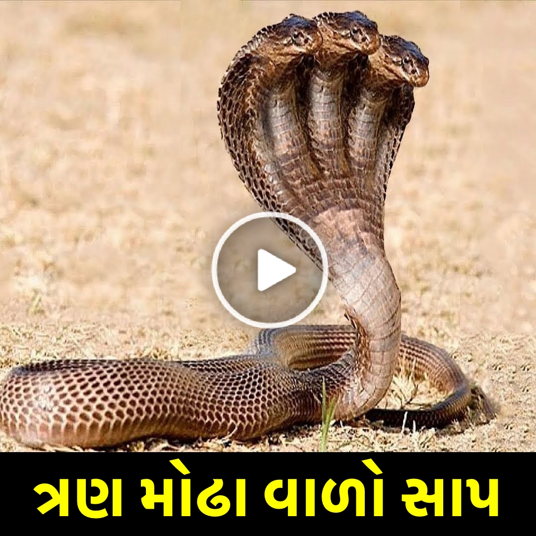 હજારો વર્ષો માં ફક્ત એક વાર જ થાય છે આવા ચમત્કાર, સમુદ્ર માં ત્રણ મોઢા વાળો સાપ દેખાયો જુઓ વિડિઓ…