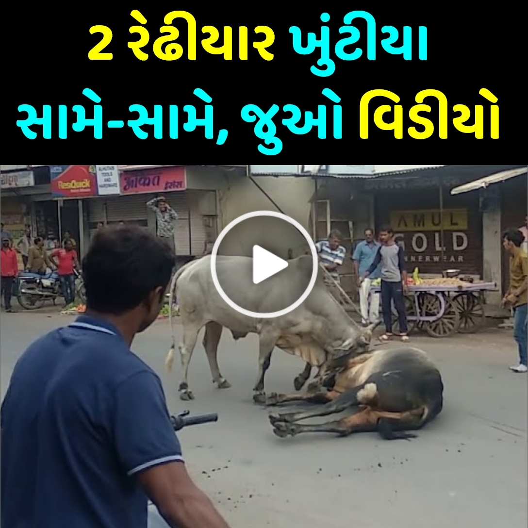 બે રેઢીયાર ખુંટીયા આવ્યા સામે સામે, જુઓ વિડિયો…