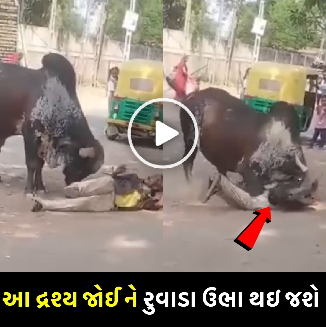 નશામાં આખલા સામે પંગો પડી ગયો , જુઓ વિડિઓ ….